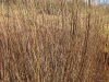 Living Willow Cuttings - Salix triandra "Black Maul"