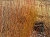 Living Willow Cuttings - Salix alba x fragilis  