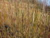 Living Willow Cuttings - Salix candida
