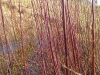 Living Willow Cuttings - Salix daphnoidies - Violet Willow