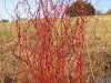 Living Willow Cuttings - Salix 'Erythroflexuosa' - Golden Curls Willow