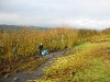 Harvesting the willow at our willow beds