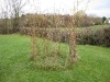 Living willow dome by Living Willow Wales at Ysgol Penlon