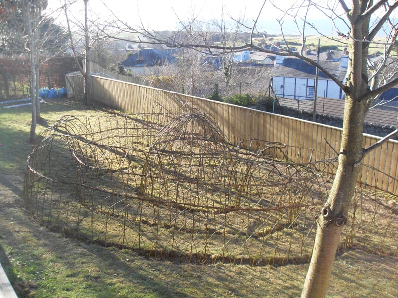 Living willow fish structure at Ysgol Llannon